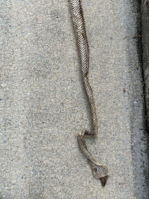 San Diego snake skin